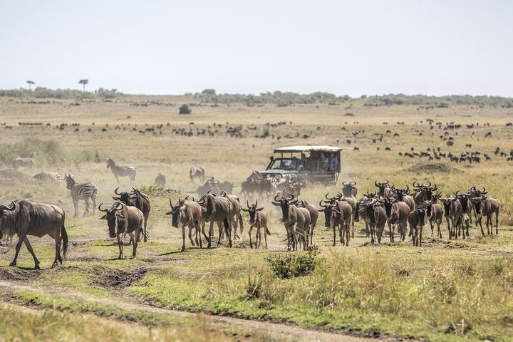 8-daagse huwelijksreis Masai Mara en Zanzibar