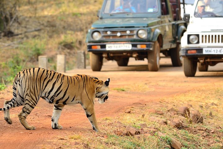 Nagpur till Bhopal via Pench & Satpura National Park