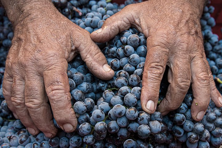Montalcino: Brunello Weinprobe & Mittagessen in einer toskanischen Burg