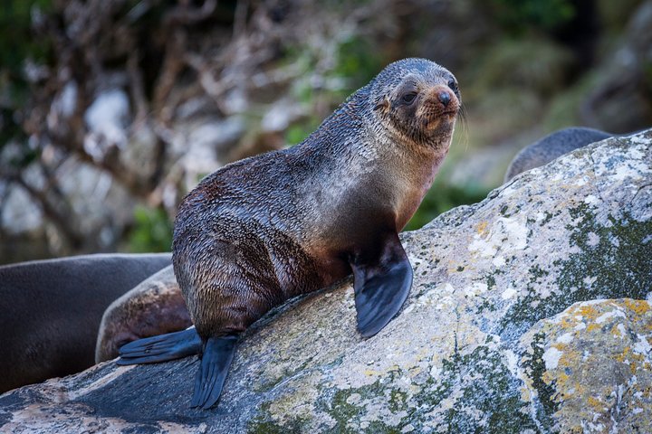 Milford Sound Premium Small Group Tour & Cruise saindo de Queenstown