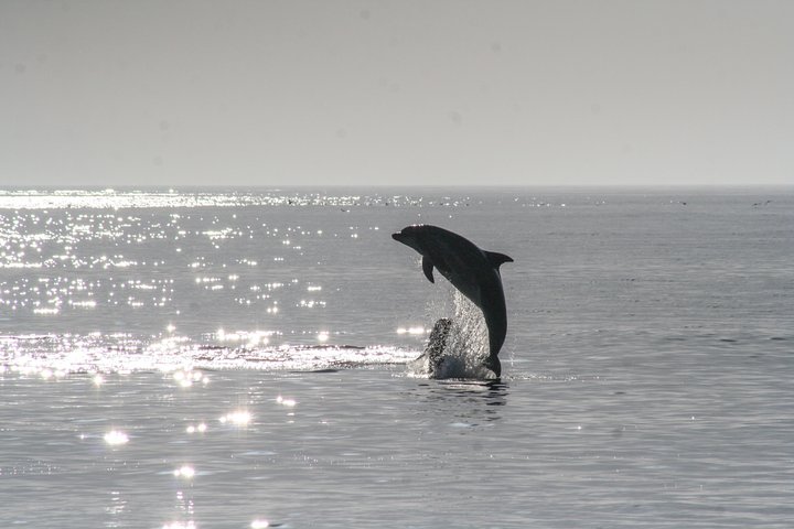 Hoteller i nærheten av BIG FUN Dolphin Cruise & Sealife