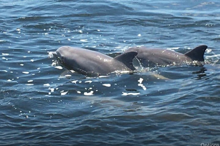 Hoteller i nærheten av BIG FUN Dolphin Cruise & Sealife