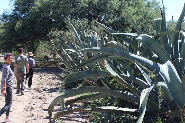 Voorouderlijke dranken : Mezcal en Pulque uit het hart van de woestijn