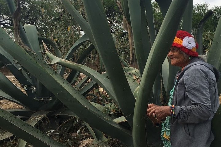 Voorouderlijke dranken : Mezcal en Pulque uit het hart van de woestijn