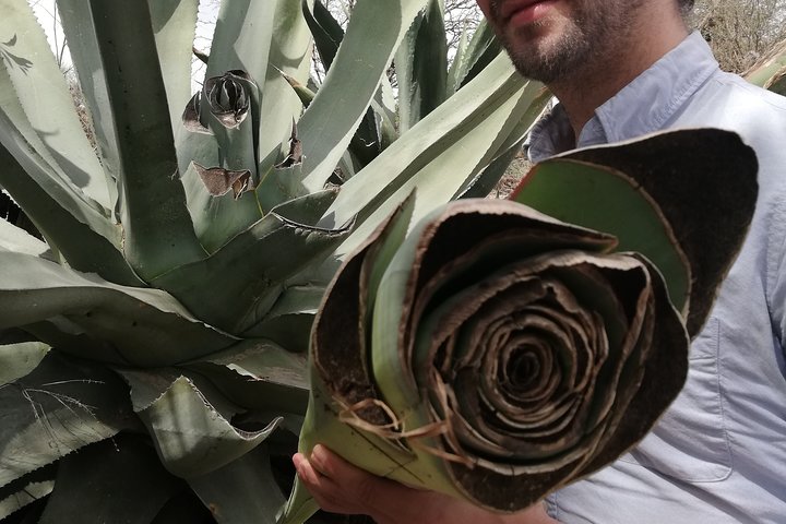 Voorouderlijke dranken : Mezcal en Pulque uit het hart van de woestijn
