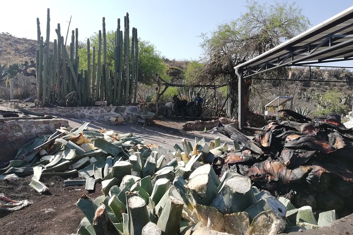 Voorouderlijke dranken : Mezcal en Pulque uit het hart van de woestijn