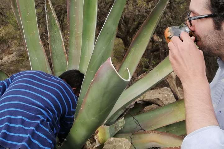 Voorouderlijke dranken : Mezcal en Pulque uit het hart van de woestijn