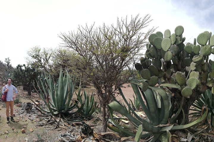 Voorouderlijke dranken : Mezcal en Pulque uit het hart van de woestijn