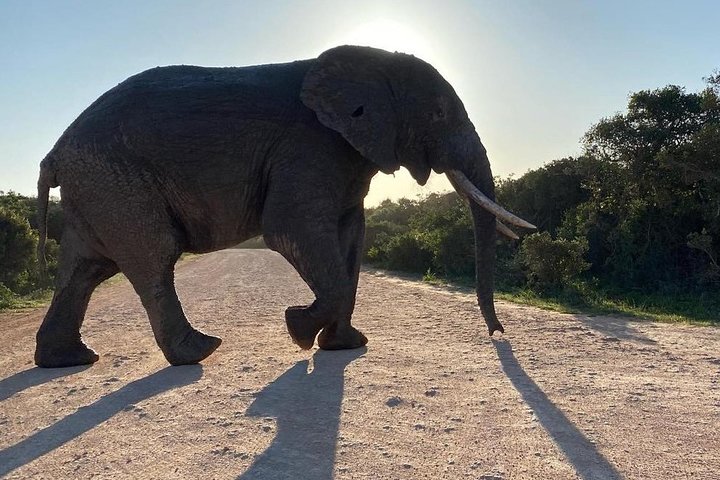 Safari de vida salvaje en la ruta del jardín - 4 días
