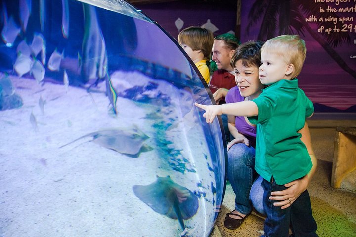 Billet d'entrée à l'aquarium SEA LIFE Kansas City