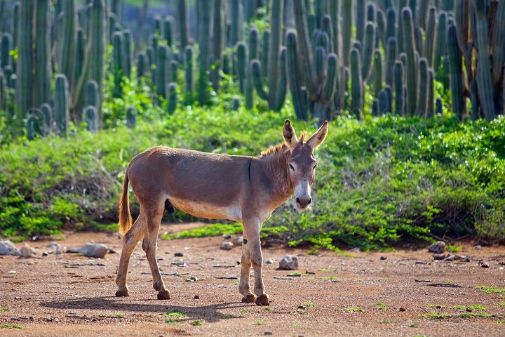 Tour del Parco Nazionale di Washington Slagbaai a Bonaire