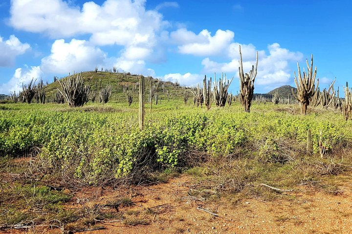 Tour del Parco Nazionale di Washington Slagbaai a Bonaire