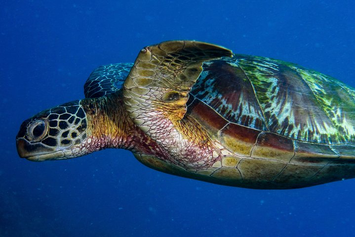 Salta la coda alla biglietteria : biglietto d'ingresso generale dell'Acquario del Pacifico