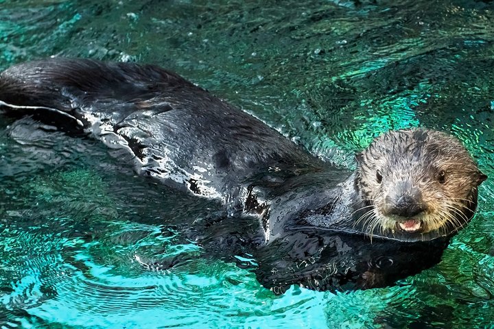 Salta la coda alla biglietteria : biglietto d'ingresso generale dell'Acquario del Pacifico