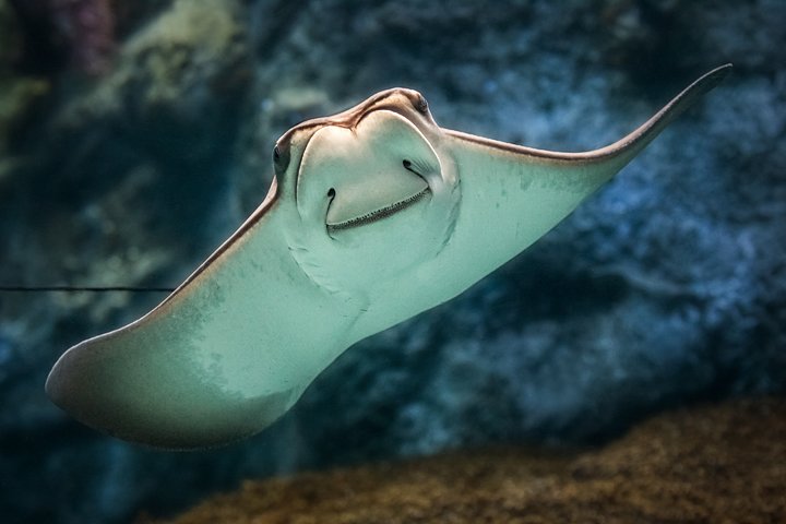 Salta la coda alla biglietteria : biglietto d'ingresso generale dell'Acquario del Pacifico