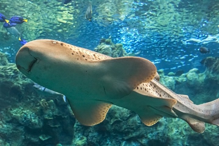 Salta la coda alla biglietteria : biglietto d'ingresso generale dell'Acquario del Pacifico
