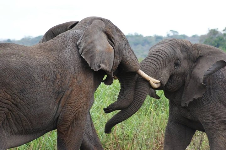 Tagesausflugssafari - Akagera Nationalpark mit optionaler Bootssafari auf dem Ihema-See