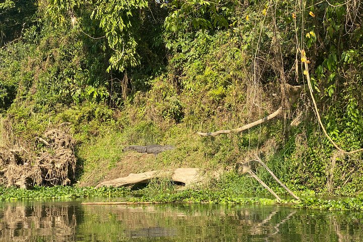 3 Nachten 4 Dagen Comfortabele Chitwan Safari Tour