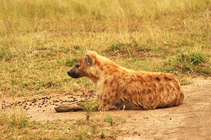 Tagesausflugssafari - Akagera Nationalpark mit optionaler Bootssafari auf dem Ihema-See