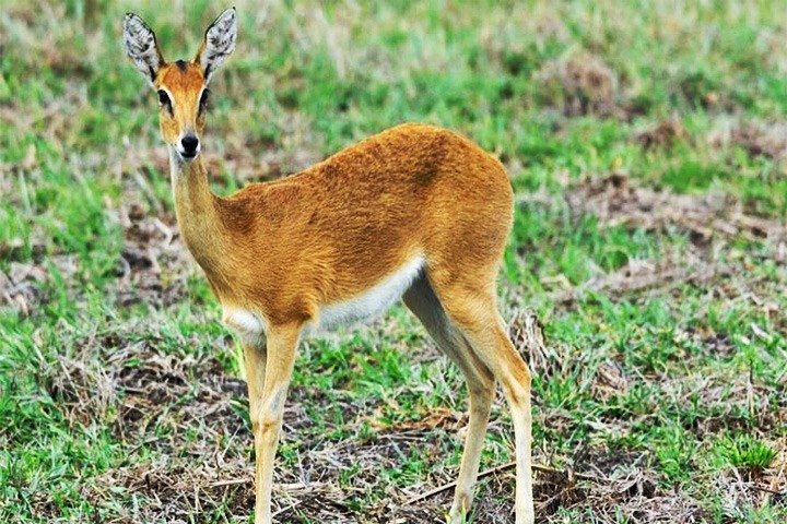 Tagesausflugssafari - Akagera Nationalpark mit optionaler Bootssafari auf dem Ihema-See