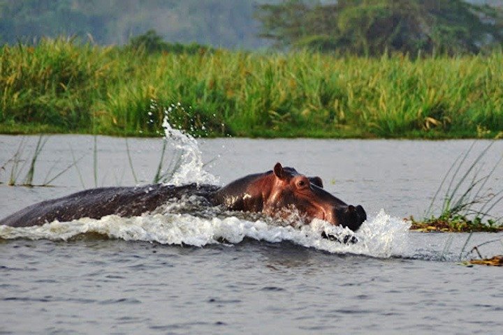 Tagesausflugssafari - Akagera Nationalpark mit optionaler Bootssafari auf dem Ihema-See