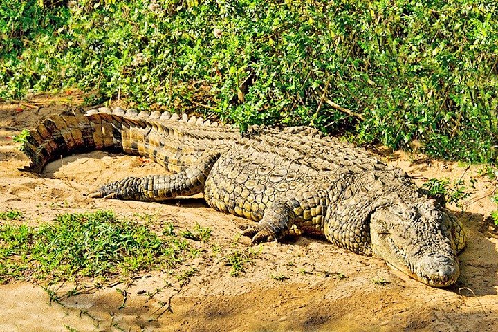 Tagesausflugssafari - Akagera Nationalpark mit optionaler Bootssafari auf dem Ihema-See