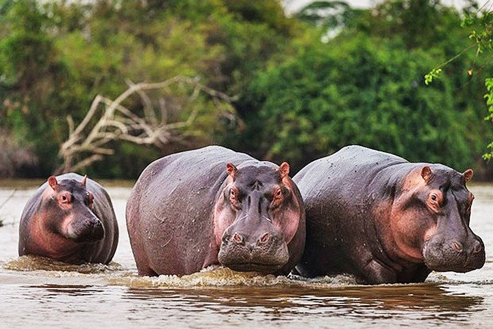 Tagesausflugssafari - Akagera Nationalpark mit optionaler Bootssafari auf dem Ihema-See