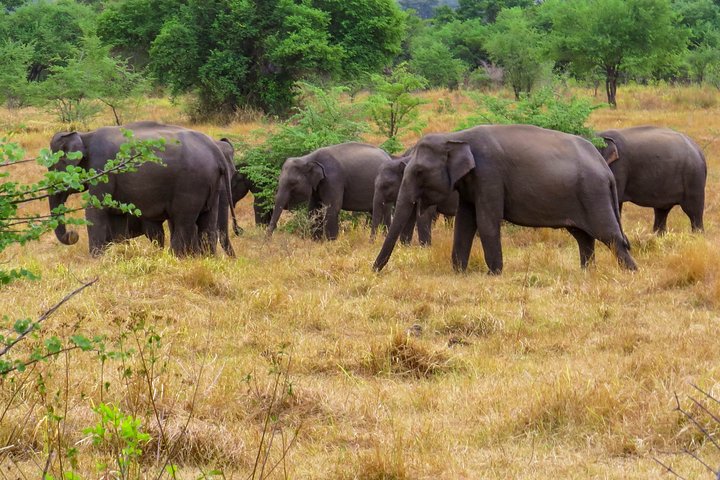 Wasgamuwa National Park Private Safari