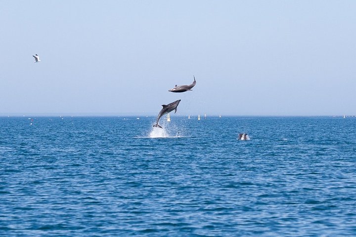 Liten grupp delfin- och djurlivsbevakningstur i Faro