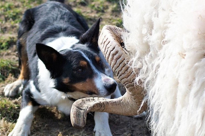 Besök traditionell fårfarm med fårhundsdemo. Galway.