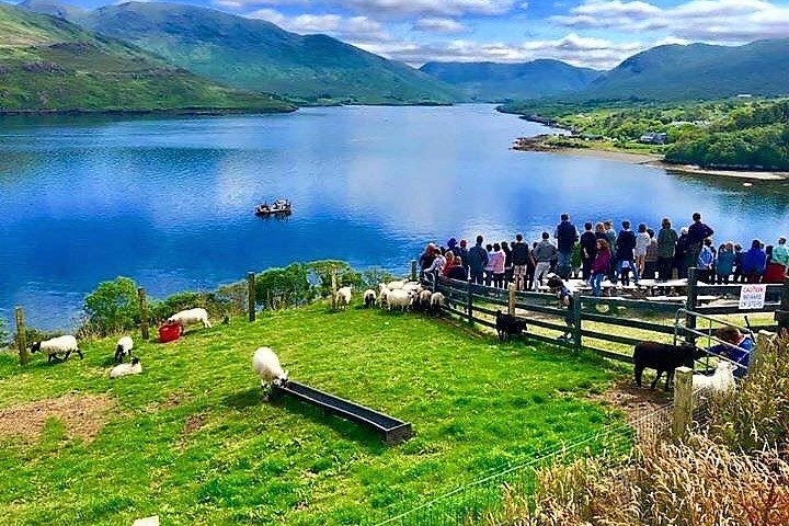 Besök traditionell fårfarm med fårhundsdemo. Galway.