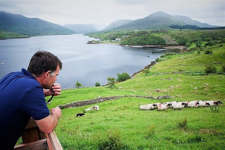 Besök traditionell fårfarm med fårhundsdemo. Galway.