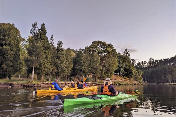 Tauranga : Tour en kayak por la noche en gusano resplandeciente