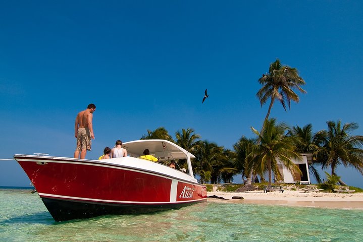 Practique snorkel en la isla tropical perfecta Caye de seda con tortugas, rayas y tiburones
