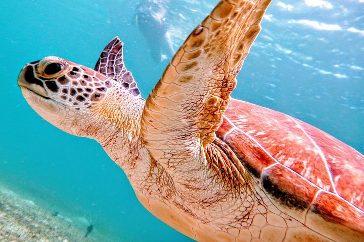 Culebra Snorkel avec Tortues & Flamenco Beach Adventure en Ferry