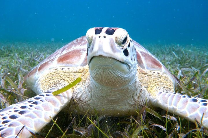 Culebra Snorkel avec Tortues & Flamenco Beach Adventure en Ferry