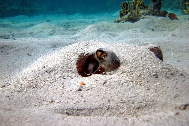 Culebra Snorkel avec Tortues & Flamenco Beach Adventure en Ferry