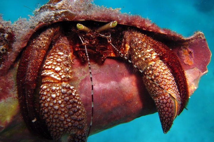 Culebra Snorkel avec Tortues & Flamenco Beach Adventure en Ferry