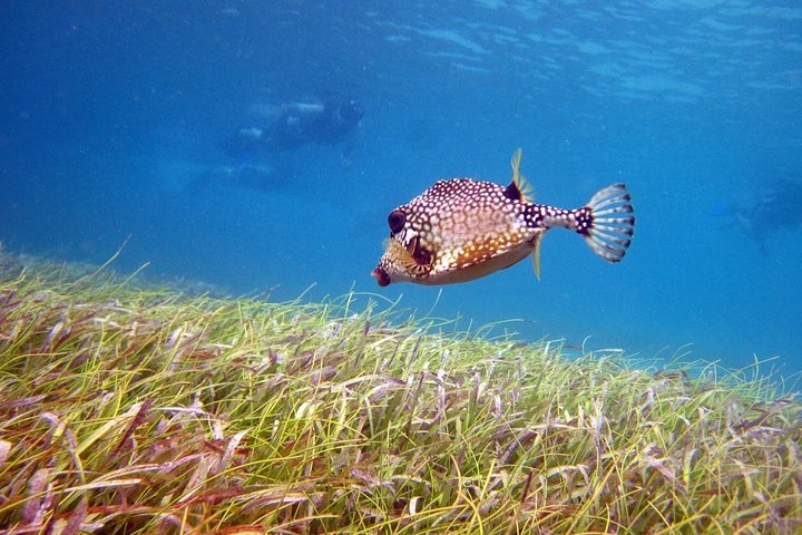 Culebra Snorkel avec Tortues & Flamenco Beach Adventure en Ferry