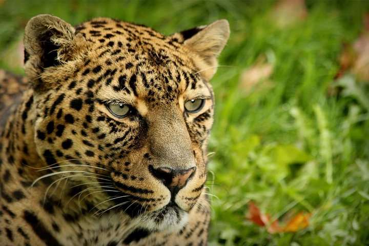 Safari de vida salvaje en la ruta del jardín - 4 días