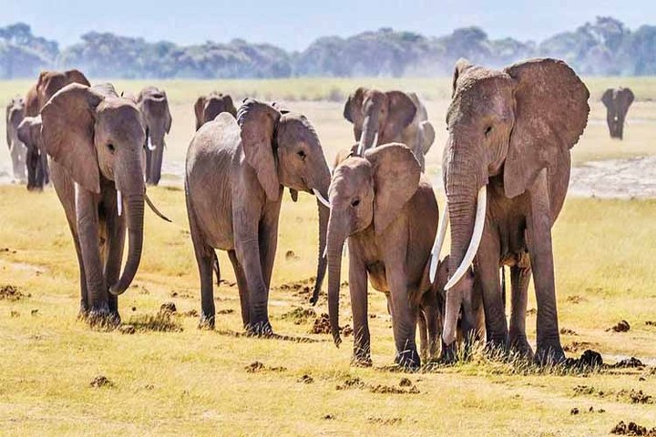 3 jours, 2 nuits Safari - Parc national d'Amboseli et Tsavo West Adventure Safari
