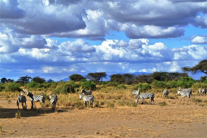 Excursion d'une journée - Parc national de Tsavo Est (Man Eater Lions of Tsavo & Other Big Five)