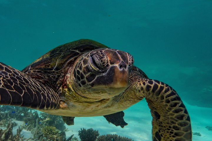 2,5 timmars Snorkel-/sköldpaddstur på Ningaloo Reef, Exmouth