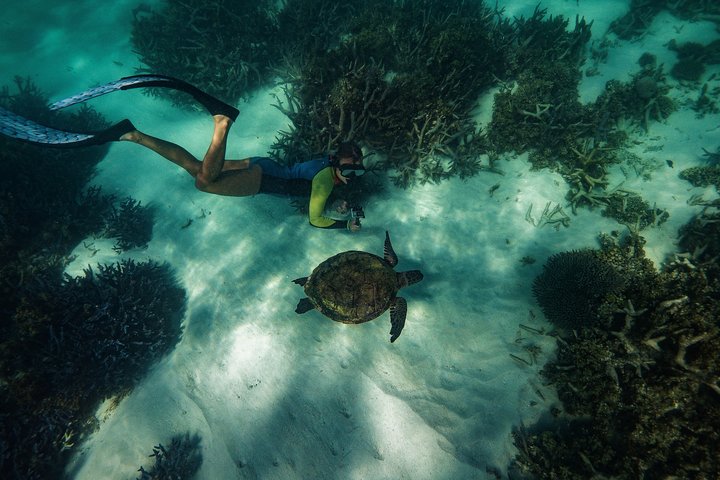 2,5 timmars Snorkel-/sköldpaddstur på Ningaloo Reef, Exmouth