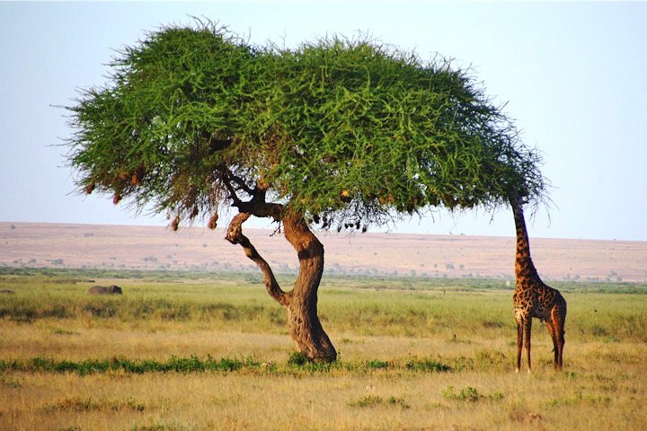 Excursion d'une journée - Parc national de Tsavo Est (Man Eater Lions of Tsavo & Other Big Five)