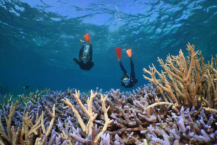 Silversonic 3 Outer Barrier Reef Sites in 1 Day from Port Douglas