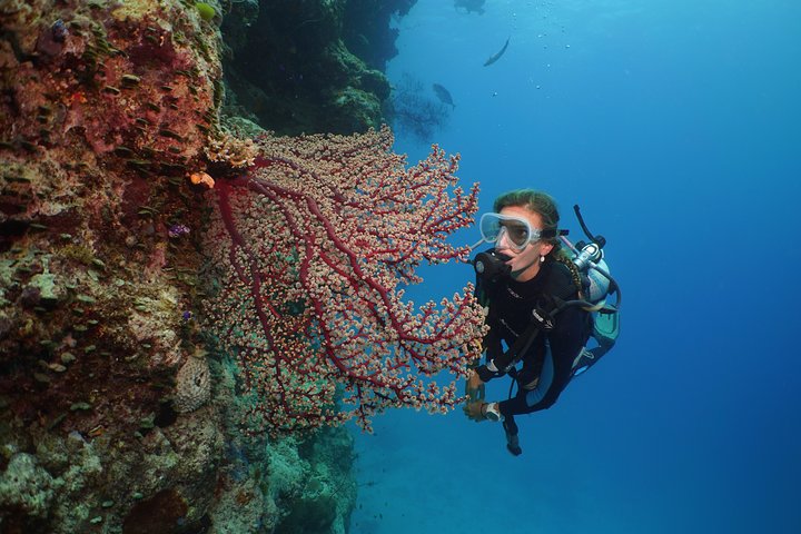 Silversonic 3 Outer Barrier Reef Sites in 1 Day from Port Douglas