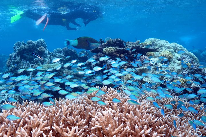 Silversonic 3 Outer Barrier Reef Sites in 1 Day from Port Douglas