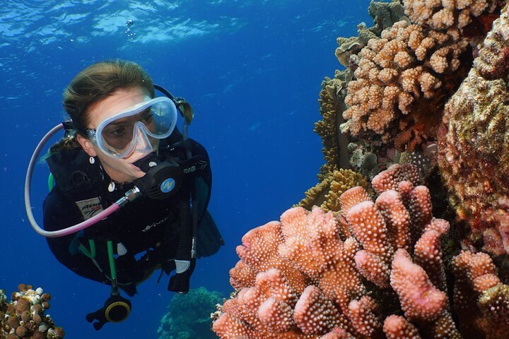 Silversonic 3 Outer Barrier Reef Sites in 1 Day from Port Douglas