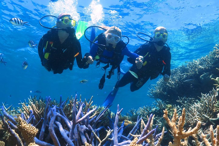 Quicksilver - Croisière plongée avec tuba dans la Grande barrière de corail à partir de Palm Cove